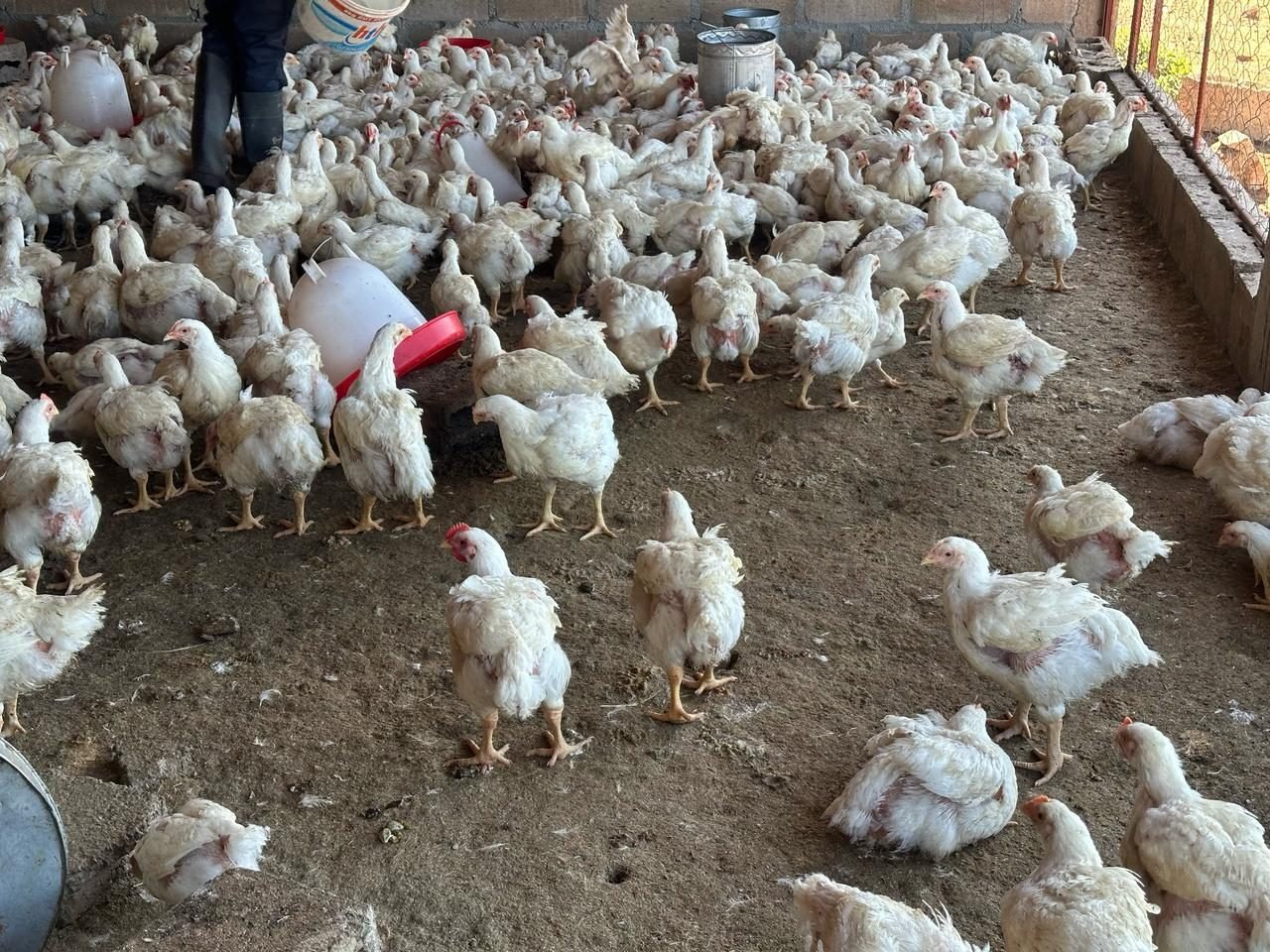 Frango vivo