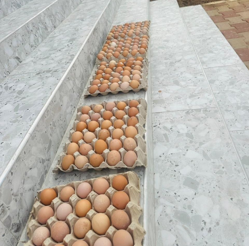 Bandeja de 30 ovos